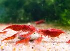 Red Cherry Shrimp (Fire Red) 10+ RCS Neocaridina Dwarf Shrimp