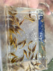 Orange Laser Cory Catfish (Corydoras CW010) TANK BRED (Gold Lazer) Live Fish
