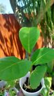 Tropical Almond live Tree Terminalia Catappa (2-month old plants)