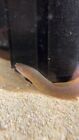 LARGE INDIAN MUD MORAY tropical freshwater snowflake fish *PLS READ DESCR*