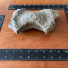 Fossilized Prehistoric Whale Vertebrae | All Natural, Authentic Fossil