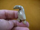 y-bir-to-28) little tan gray Toucan tropical bird soapstone figurine love toucan