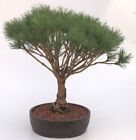 Japanese Red Pine Bonsai Tree Outdoor Pinus Densi Globosa 23