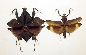 Mantidae - Mantis - Deroplatys lobata (Pair) - Leaf-mimic - Malaysia (DL01/A)