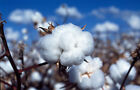 38 WHITE COTTON Gossypium Seeds Non-GMO USA Seller Shipper Best Price
