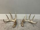 Huge Whitetail Deer Antlers,  Sheds, Taxidermy