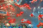 MEDIUM Red White Fantail Goldfish Live Fish for Pond (1.5 inch -2.5 inch)