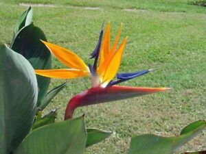 Strelitzia reginae | Bird of Paradise | Crane Flower | 10 Seeds
