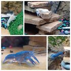 Crayfish LIVE (2). 1 Electric Blue, And 1 White/Cream
