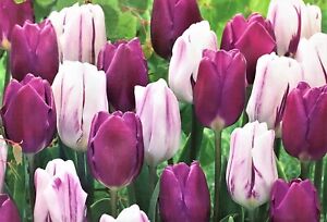 Prechilled Purple Tulip Bulb Blend | Purple Tulip Bulbs Mix | Ready to Grow