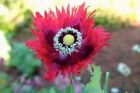 35+ Somniferum Pepperbox  Poppy/ Perennial / Flower Seeds