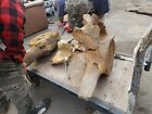Large Fossilized Ancient Whale Bone Vertebrae from  California