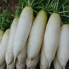 200+ Radish Seeds White Icicle Radish Non GMO Garden Vegetable Seeds USA