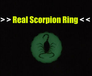 Scorpion Ring Glow in the Dark Adjustable Ring Taxidermy Insect in Resin Weird