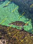 New ListingSea Turtles Ocean View - Digital Image Picture Photo Wallpaper Background  Art