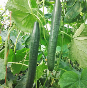Long Green Improved Cucumber Seeds 50+ Vegetable Garden NON-GMO USA FREE S&H