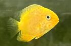 2x Red Spotted Gold Severum RARE Limited quantity Fast Ship Live Fish