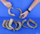 10 Piece Lot of Goat Horns from Africa, 8 to 12 inches, taxidermy # (S)
