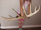 New ListingDeer Antlers Sheds Horns Canada Fresh Decor Whitetail Outdoor Hunting