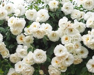 Climbing Iceberg Rose Plant 1.5 Gallon Potted  Non-Stop Blooms Own-root