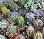 25+ Mixed Cactus seeds , mix succulent seeds | USA Free Shipping .