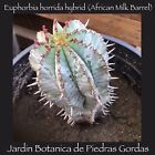 Euphorbia horrida hybrid (African Milk Barrel) with Root Structure Very Unusual
