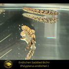 Endlicheri Saddled Bichir - Polypterus endlicheri - Live Fish (6