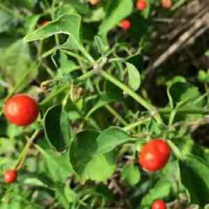 Chiltepin / Tepin / Chile Pequin / Birds Eye Pepper Seeds | Free Shipping | 1284
