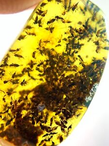 Fossil amber Insect burmite Burmese Cretaceous many Insects Myanmar