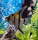 freshwater angelfish live fish
