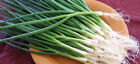 200+Green Onion Seeds Tokyo Long White Bunching Onion Scallion Shallot Fresh US