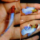 Live Tropical Betta Fish -- Lavender Dragon | Halfmoon Female
