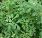 FENUGREEK SEEDS 50+ for growing HERB garden INDIA Culinary SPICE FREE SHIPPING