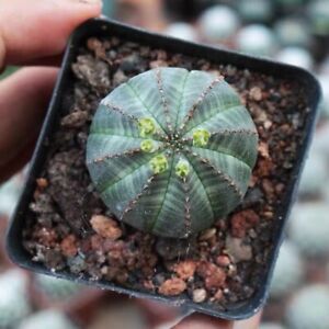 Live Plant-Euphorbia Obesa (1.0-1.2)|Rare Succulent, Cactus