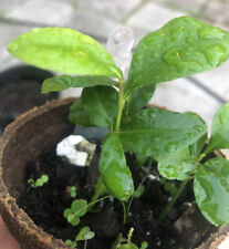 (3 plants)Lemon Tree Seedling, Live Plant, 3”+ Tall, Rooted, Grown From Seeding
