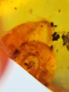 incomplete snail Burmite Myanmar Burmese Amber insect fossil dinosaur age