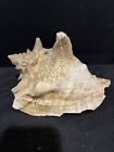 Large Spiked 8” Conch Shell Beautiful Natural Beach Home Decor/Aquarium