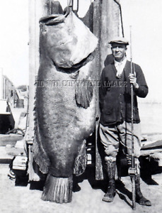 ANTIQUE REPRO FISHING 8X10 PHOTO MAN WITH GIANT CALIFORNIA BLACK SEA BASS # 3