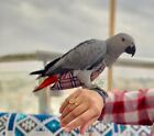 African Grey Parrot New Diapers, Hoodies And Leash For Sale.