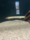 Marble Senegal Bichir 5-5.5” Live Tropical Fish