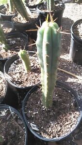 New ListingEchinopsis cactus bakerxeileen 10