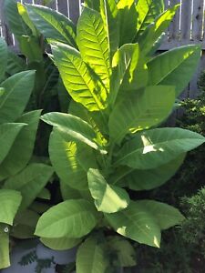 Tobacco Seeds - Connecticut Broadleaf - Herb Seeds - USA Grown - Non Gmo