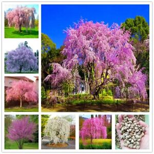 20 SEEDS Japanese Weeping Sakura Tree cherry blossom flower rare exotic garden