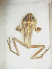 Genuine Frog  skeleton Taxidermy curiosities oddity decor Specimen