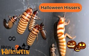 Halloween Hissing Cockroach Starter Colony - 100+ Adults, Juveniles, Nymphs