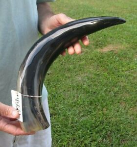 20-1/2 inch Polished Thick Water Buffalo Horn from India Taxidermy #45562