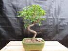 Chinese Elm Bonsai Tree - Curved Trunk Style (Extra Small)