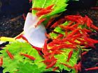 20 +2 Fire Red Cherry - Freshwater Neocaridina Aquarium Shrimp. Live Guarantee