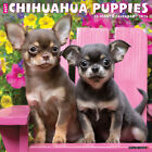 Just Chihuahua Puppies 2024 12