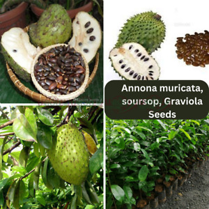 Soursop 300+ Seeds, Annona muricata Guanabana Graviola Fruit Seeds ceylon